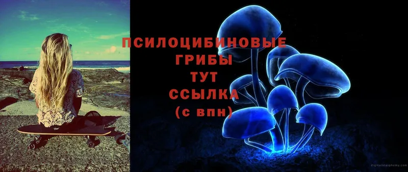 Галлюциногенные грибы Psilocybine cubensis  Армянск 